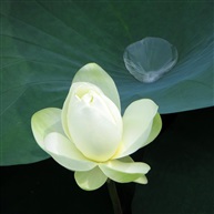 冰清玉洁