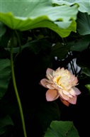 叶为花儿生，花为叶儿容
