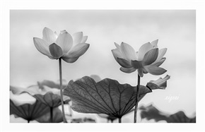 《荷》