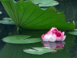 并蒂莲143