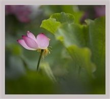 荷