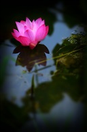 出水芙蓉