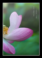 一半荷花一半侬
