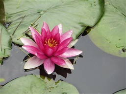 睡莲
