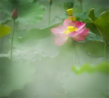 轻纱半遮犹嫣然