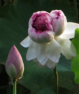 并蒂莲七