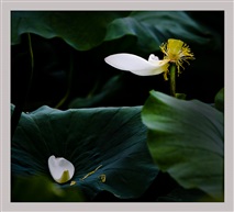分离