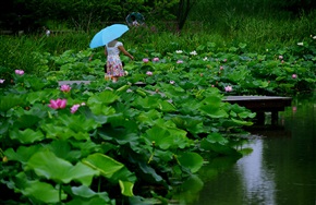 荷花池边