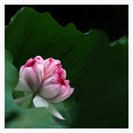 香韵26