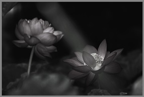 《荷之恋》