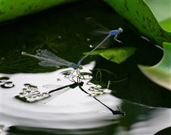 蜻蜓点水