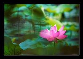 荷为美