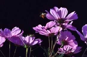 格桑花