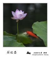 《荷之恋》
