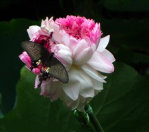 蝶恋花