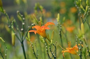 黄花菜的夏天