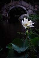 小桥荷花