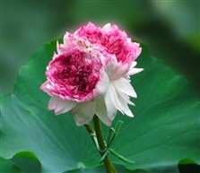 并蒂莲144