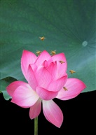 群蜂采蜜