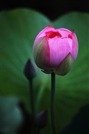 荷花7
