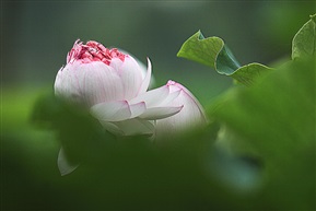 《并蒂莲又开了》