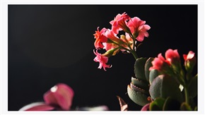 花之感悟