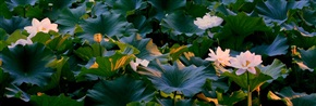 荷3