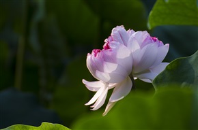 并蒂莲花2