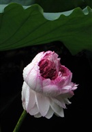 并蒂莲146