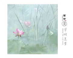 半塘莲梦