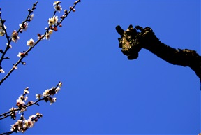 对视