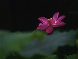 荷