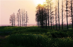 田野风光