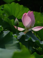 荷