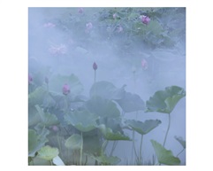 淡雅