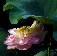 红荷花144