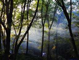 晨曦