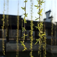春到荡口