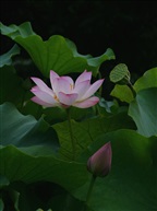 荷