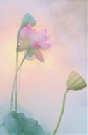 《荷韵》