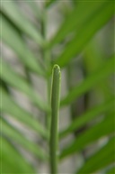 萌芽