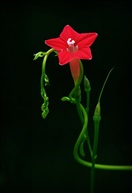 小花