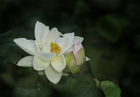 夏日荷花