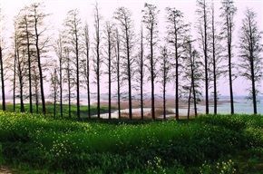 田野风光