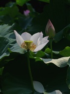 荷