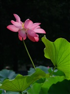 荷