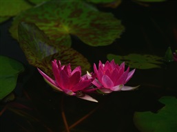 睡莲