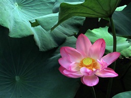红荷花146