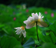 花开花落
