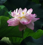 红荷花145